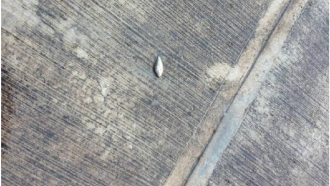 Llueven peces en Tampico