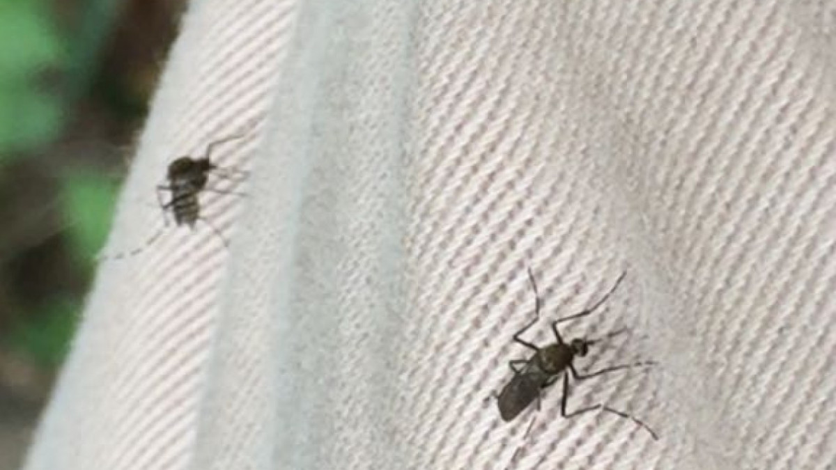 Sin tregua en la lucha contra el dengue