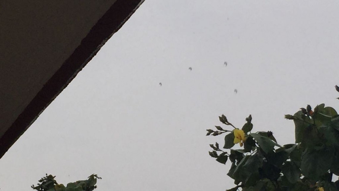 Lluvias generan entusiasmo en el sector agrícola y ganadero