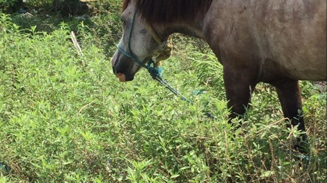 Avanza proyecto de reglamento de protección animal en Altamira