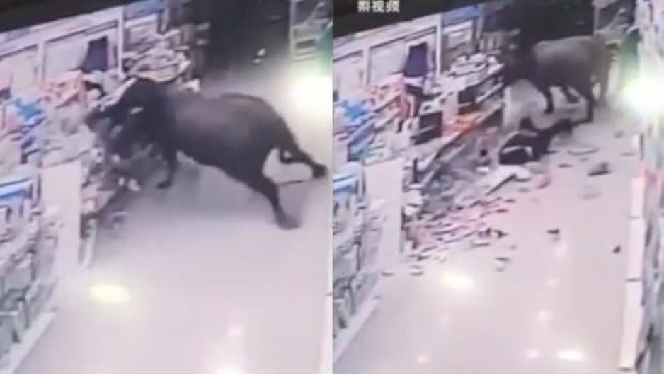 Búfalo ataca a una mujer embarazada