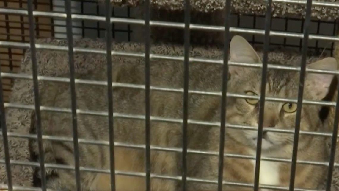 Recaudan fondos para un refugio de animales 