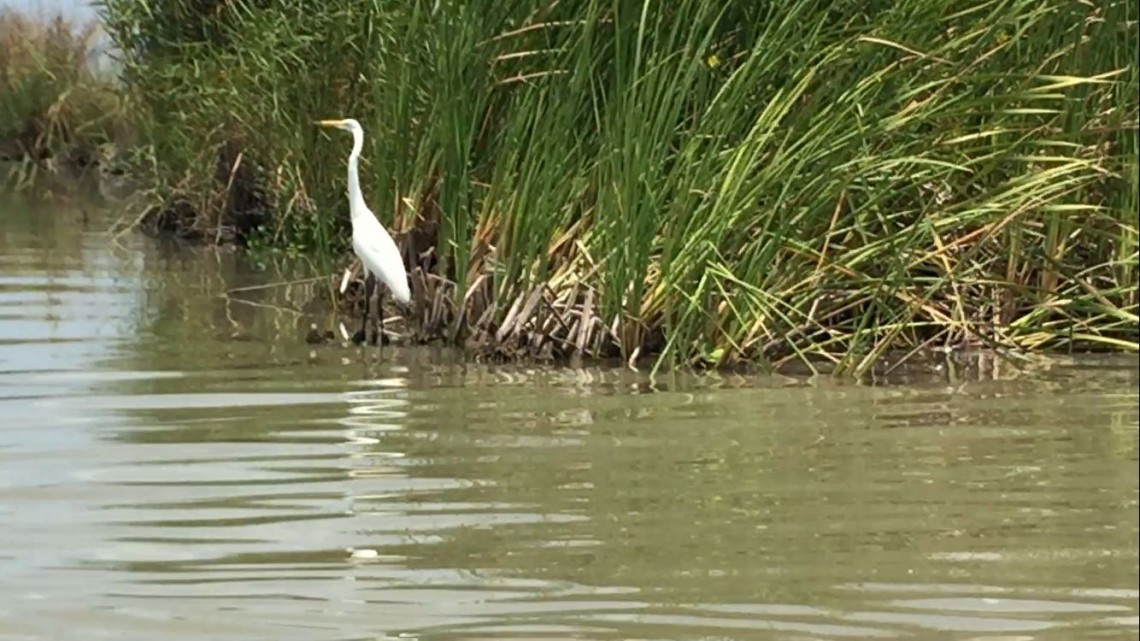 Bajos niveles de Laguna, afecta el sector pesquero