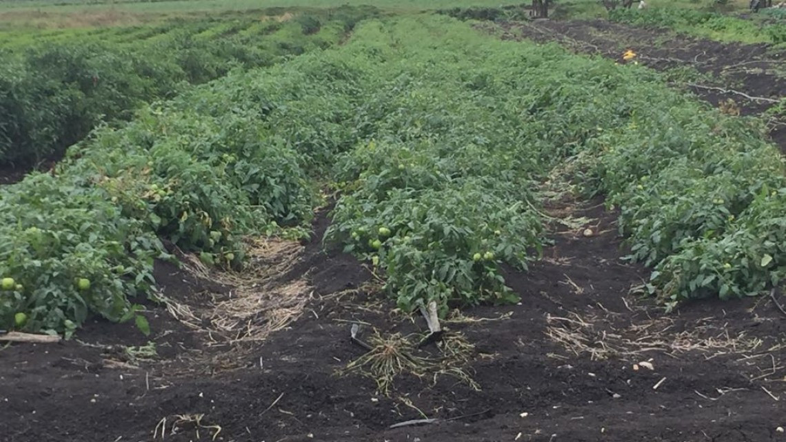 Crece migración del campo por falta de oportunidades laborales