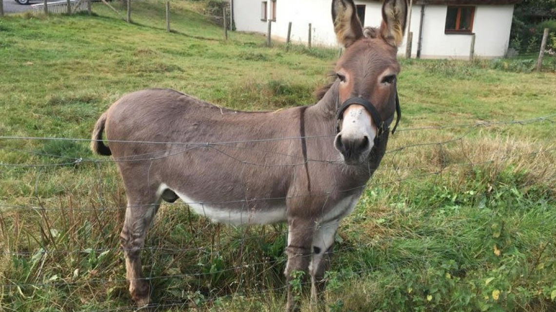 Burro confunde McLaren con zanahoria e intenta comerlo