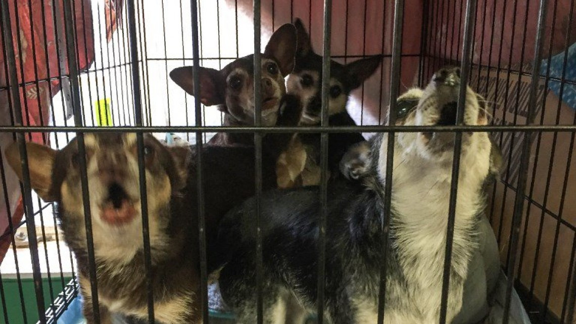 Las otras víctimas de los incendios en California