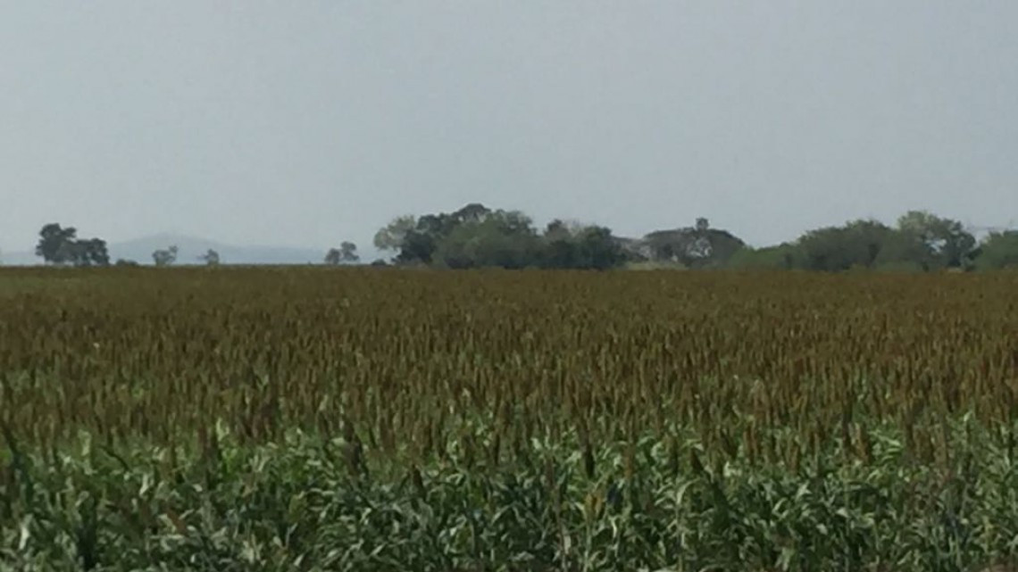 Afecta a productores, retrasos en pago de cosecha de soya