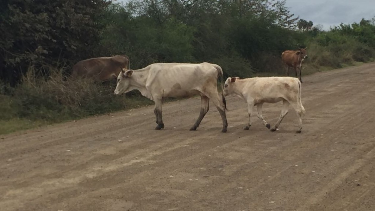 Sector ganadero reciente la sequía con la mortandad de reses y bajo precio de la carne