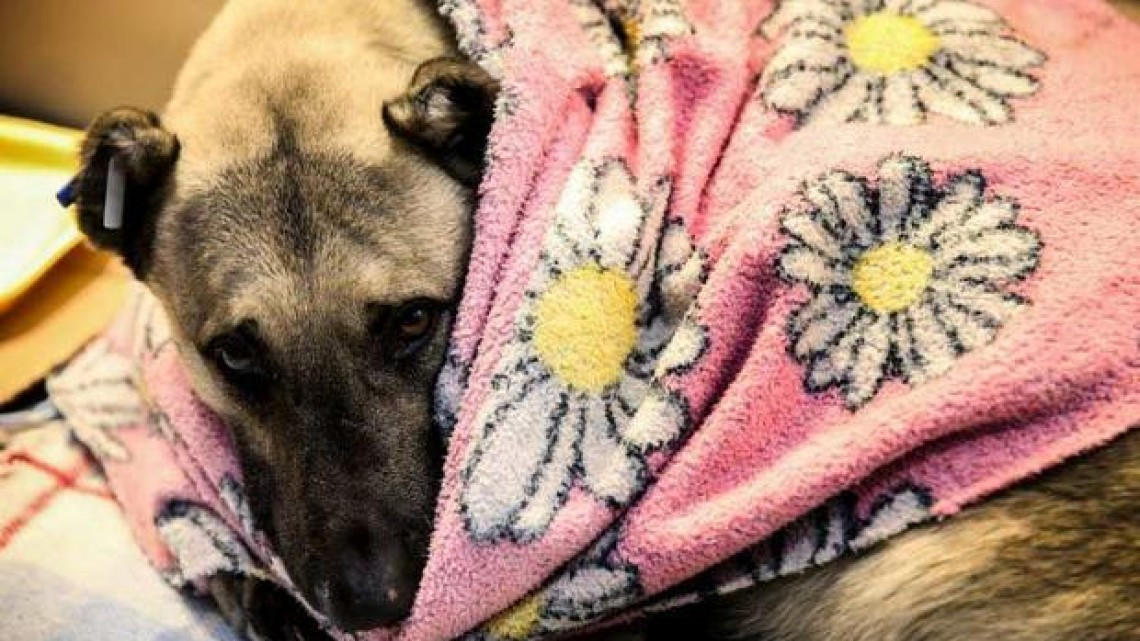 En Turquía, un centro comercial abre sus puertas a perritos callejeros por frío