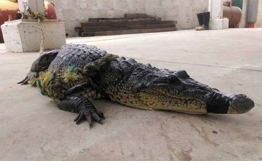 Hace falta cercar el 50% en márgenes de lagunas para evitar salida de cocodrilos