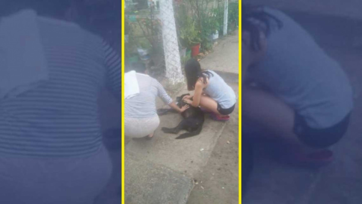 Envenenan perros en calles de Altamira
