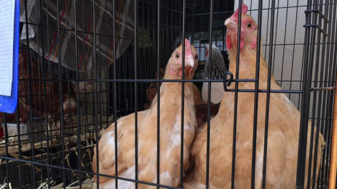 Las otras víctimas de los incendios en California