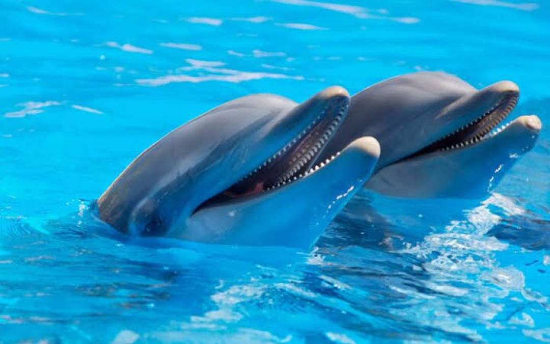 Prohíbe Senado uso de mamíferos marinos como delfines en espectáculos