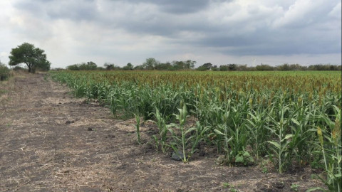 Fortalecen tema ecológico con donación de plantas en el municipio
