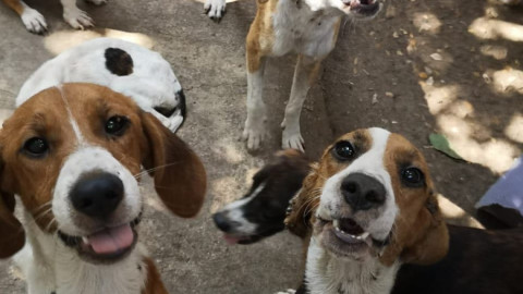 Alerta Sanitaria en la Unidad Modelo ante plaga de garrapatas