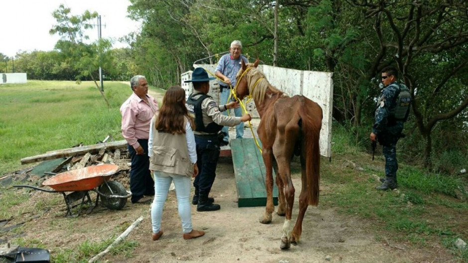 Rescata subdirección de Protección Animal de Tampico a equinos de la vía pública 