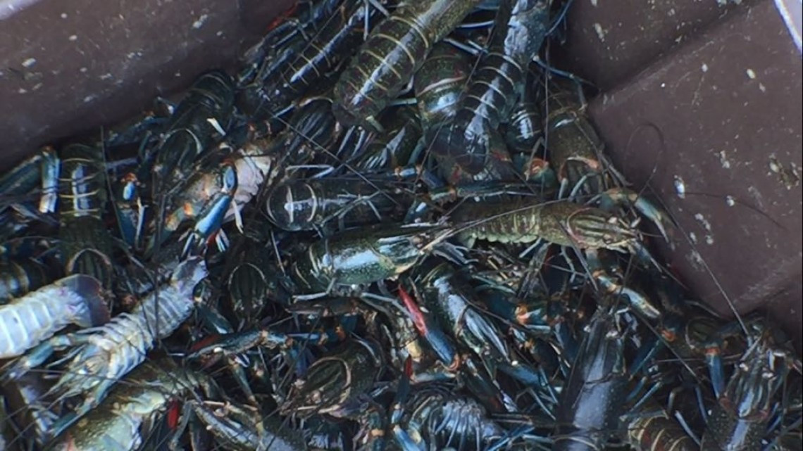 Buscan favorecer a pescadores del Sur Tamaulipas