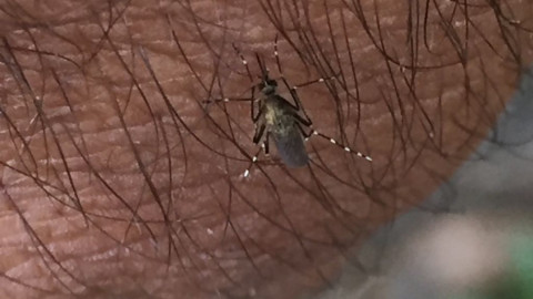 Autoridades aseguran que es baja la incidencia de dengue en Altamira