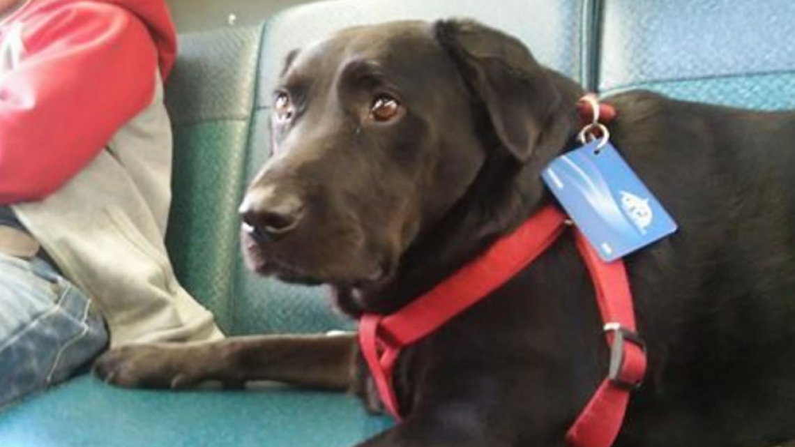 Conoce a Eclipse la perrita que viaja sola en autobús 