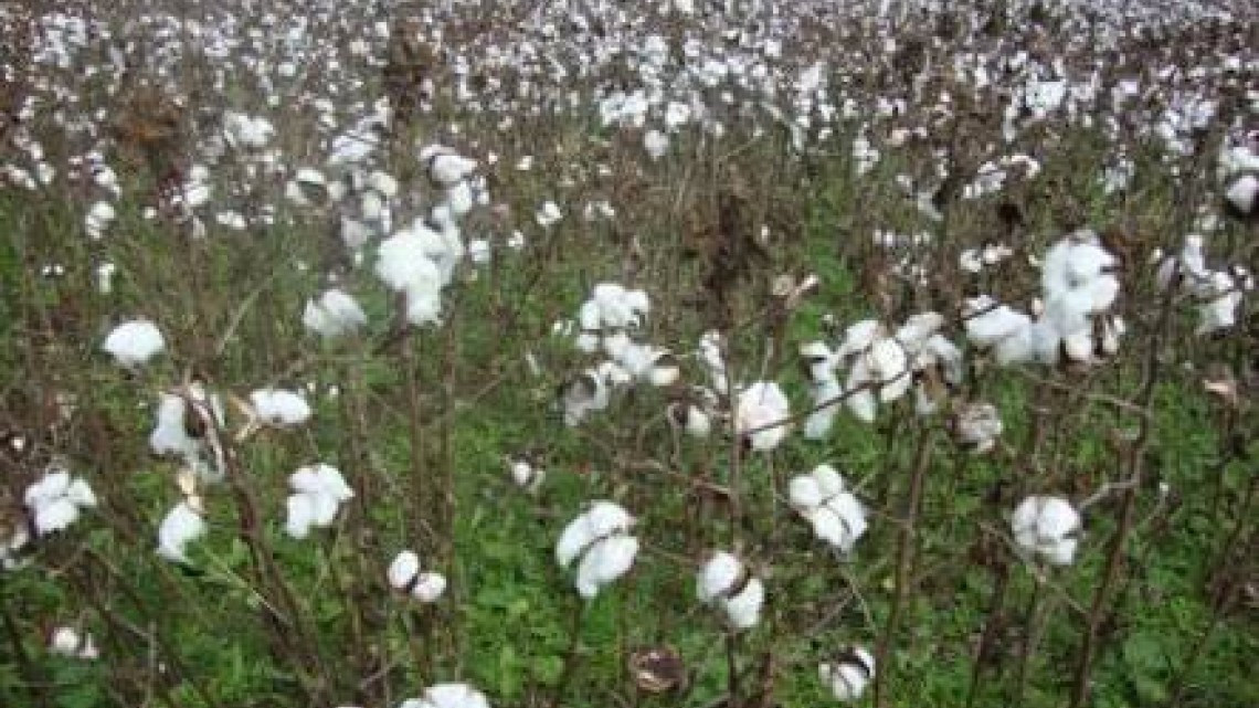 Siembra de algodón genera inquietud por plagas que afecten la soya