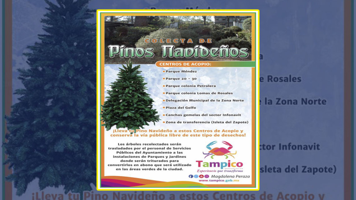 Abren centros de acopio de pinos navideños