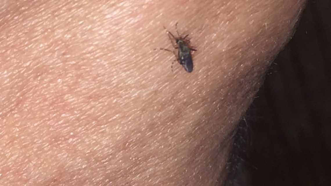 Buscan evitar propagación de enfermedades como dengue, zika y chikungunya