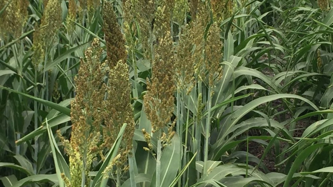 En riesgo la siembra de soya por falta de lluvias
