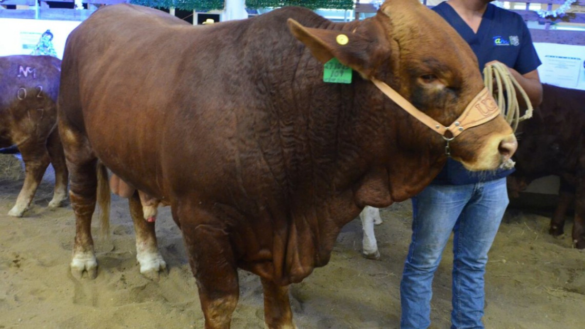 Presentan Primera Muestra Nacional de Beefmaster en Feria Tamaulipas 2017