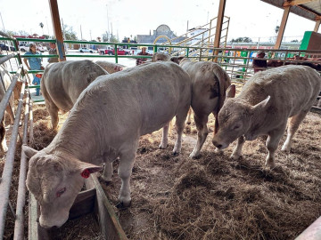 Se retrasa exportación de ganado por la detección del gusano barrenador cerca de la frontera