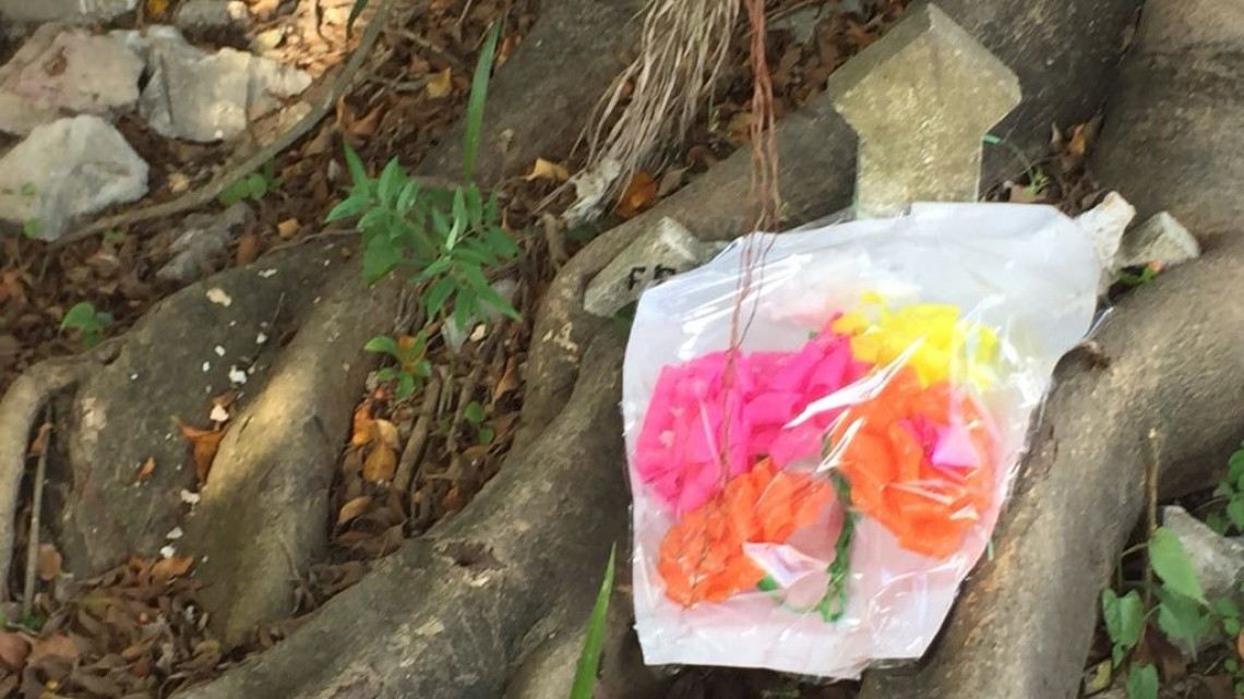 Piden derrumbe de árbol que destruye tumbas