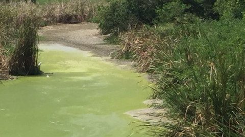 Lagunas comienzan a secarse por falta de lluvias