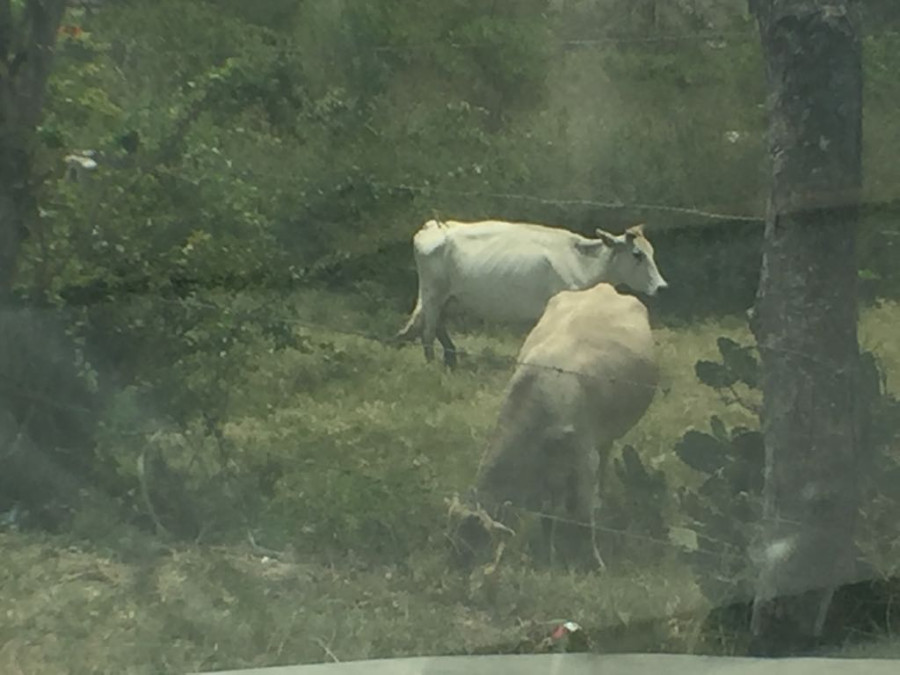 Sector ganadero recibe apoyos del gobierno municipal, para mejorar la producción en la zona