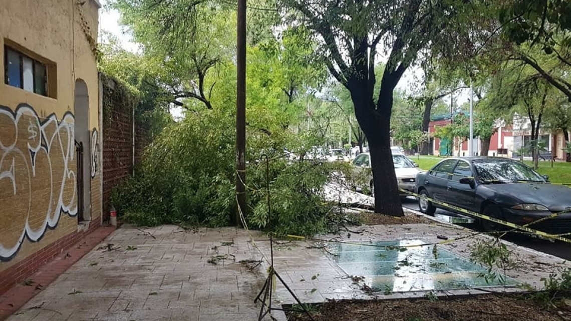 Fuerte lluvia deja 14 árboles caídos en Victoria