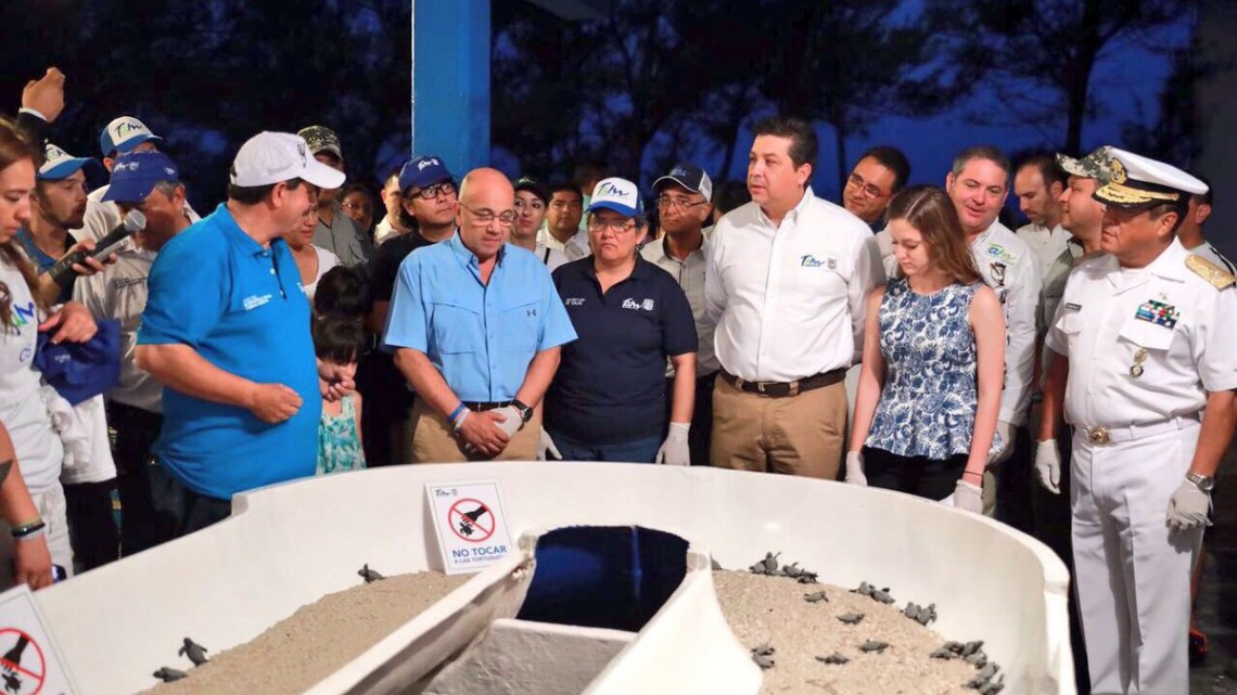 Liberan más de mil crías de tortuga lora en Tamaulipas