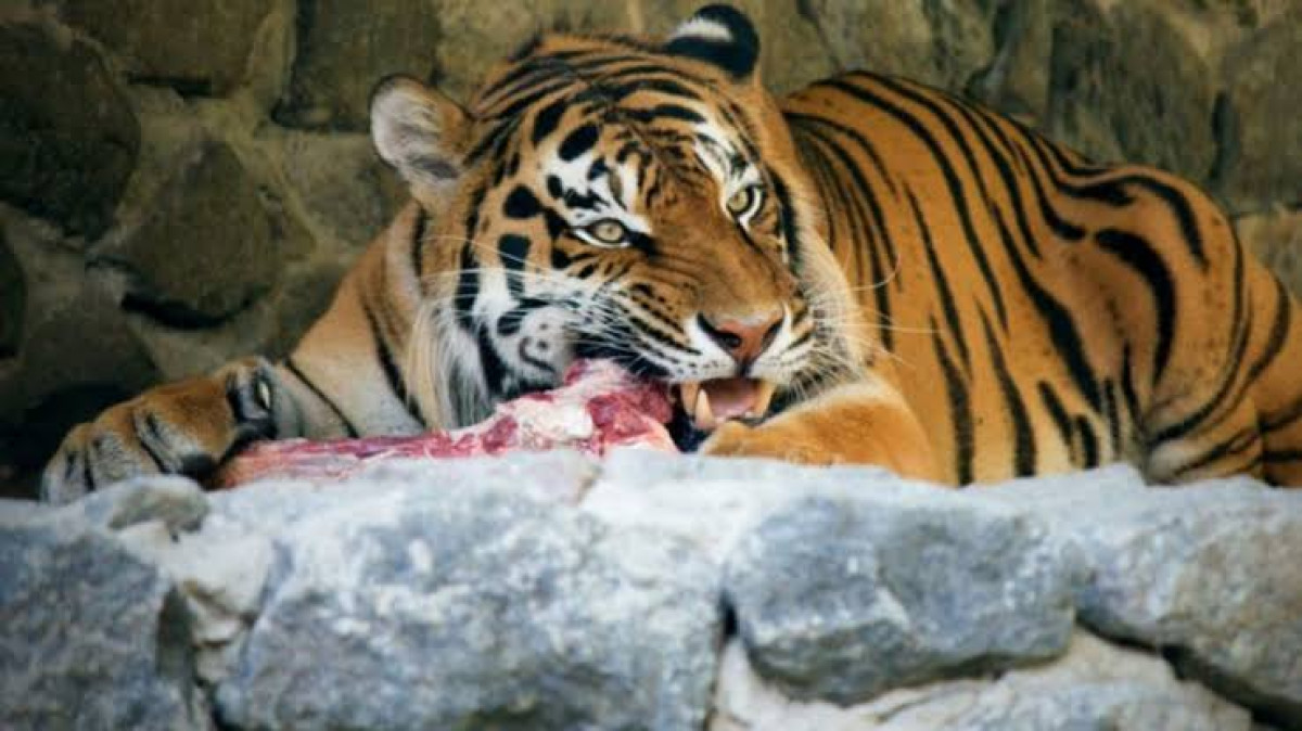 Zoológico en Dinamarca desata polémica: pide donar mascotas para alimentar a sus depredadores