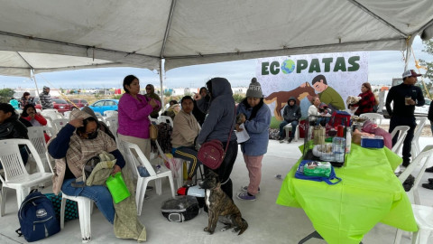 Protección Animal busca reducir la sobrepoblación de perros y gatos