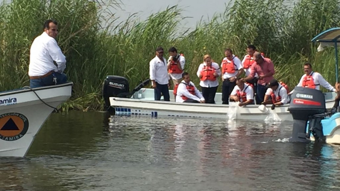 Siembran catán y tilapia en lagunas de Altamira