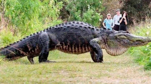 Captan a un cocodrilo gigante en Florida