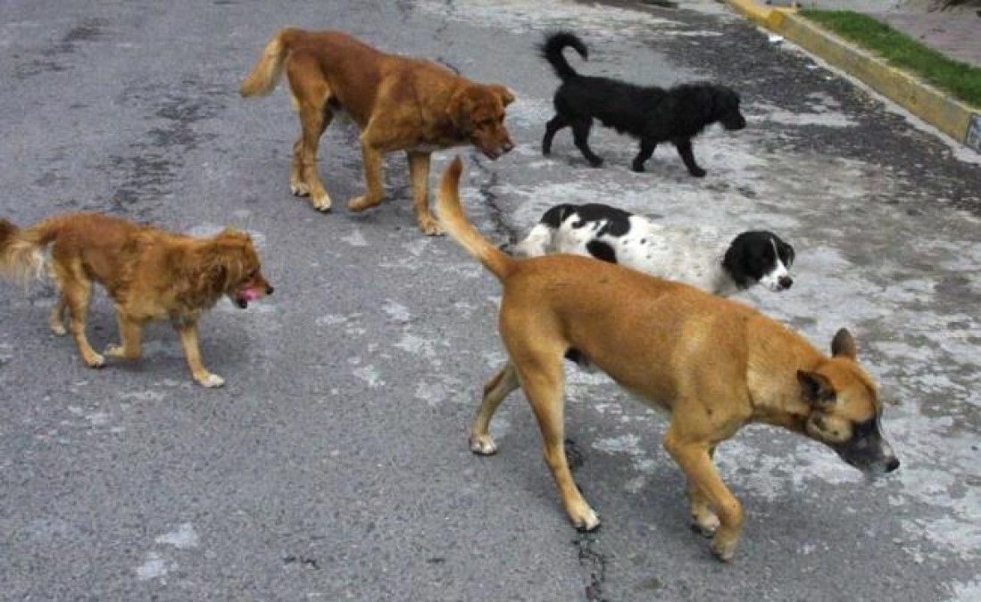 Aumenta número de perros callejeros