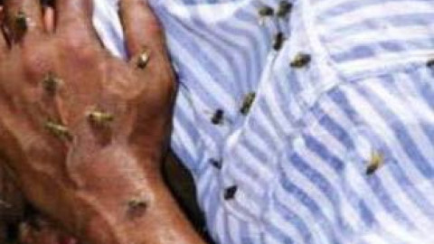 Exhortan a la población no alterar los enjambres de abejas y así evitar salir lastimados.