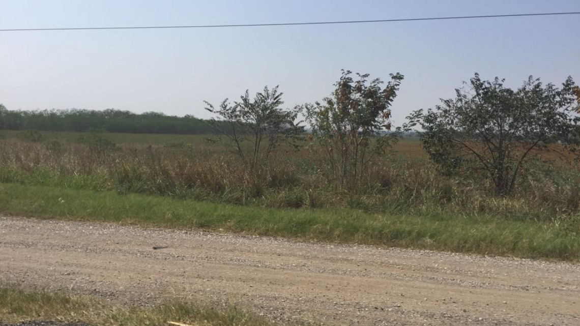 En riesgo la siembra de soya por falta de lluvias
