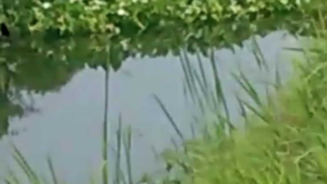 Cola de cocodrilo en un canal pluvial genera asombro entre vecinos 