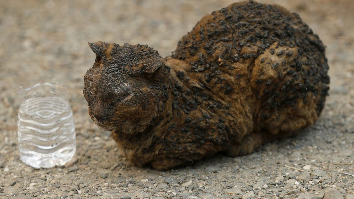 Las otras víctimas de los incendios en California