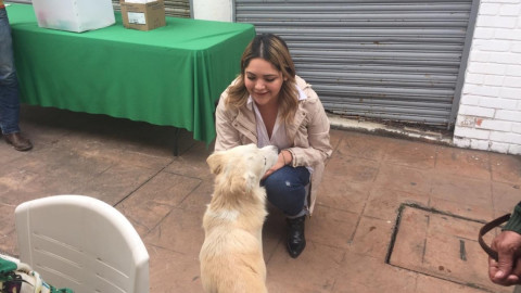 Inician campaña antipulgas y contra la rabia en Tampico 