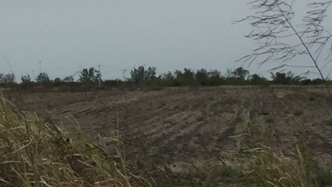 Sector agrícola atentos ante posibles heladas que dañen cultivos