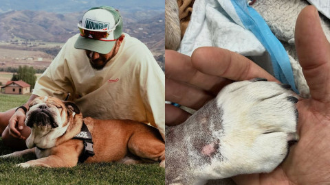 Fallece Roscoe, el bulldog de Lewis Hamilton