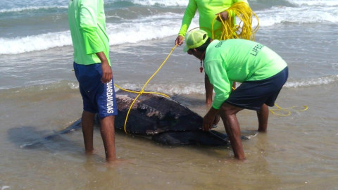 Aparece tortuga laúd muerta en playa Miramar