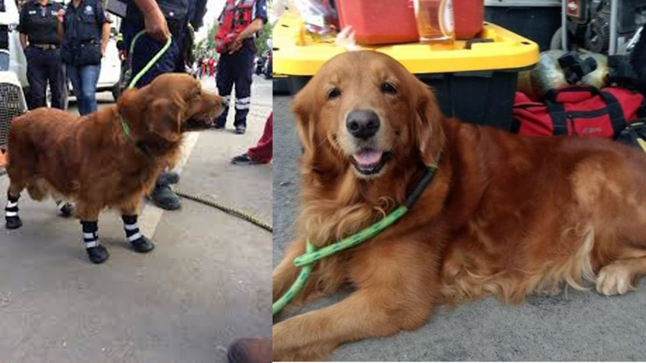 Retorna Alondra, perrita que apoyo en rescates en CDMX