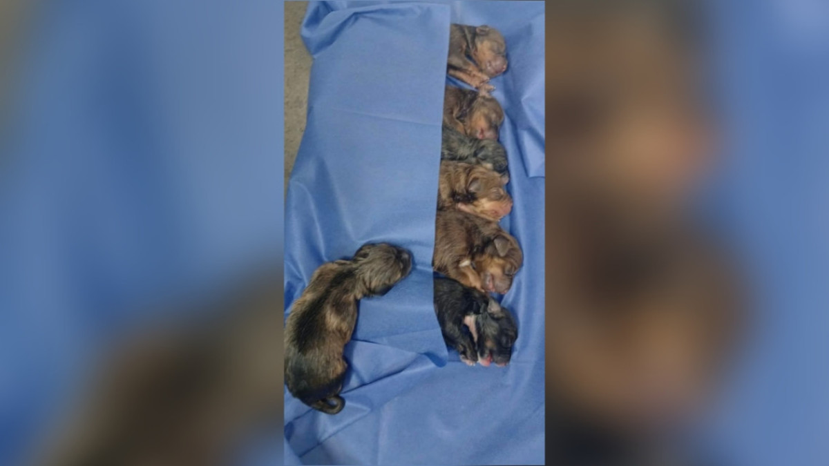 Milagro de vida, Hospital Veterinario Municipal recibe 7 cachorros con exitosa cesárea 