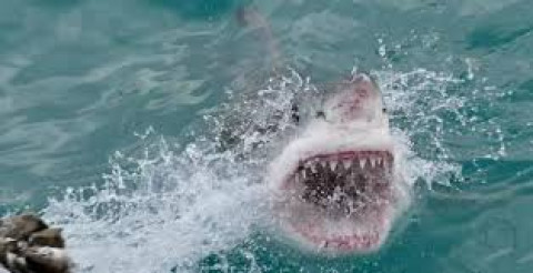 Surfista sobrevive al ataque de tiburón